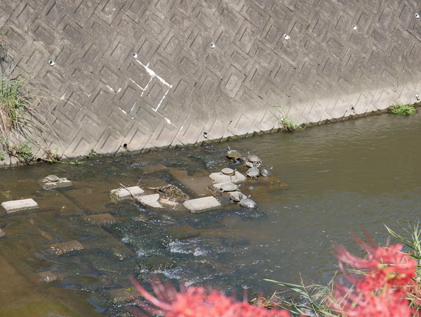 f:id:gzutetsu:20180923125609j:image