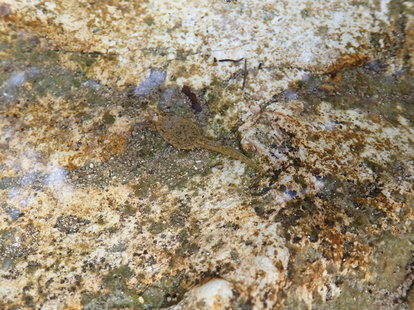 f:id:gzutetsu:20181013114208j:image