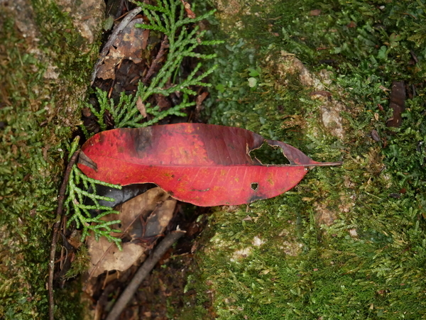 f:id:gzutetsu:20181013115253j:image