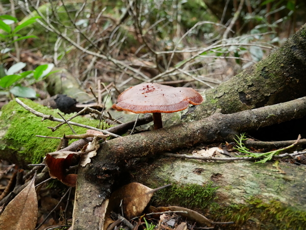 f:id:gzutetsu:20181013133004j:image