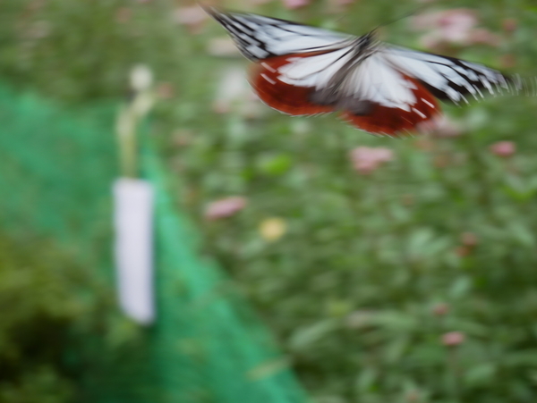 f:id:gzutetsu:20181014125601j:image f:id:gzutetsu:20181014125601j:image