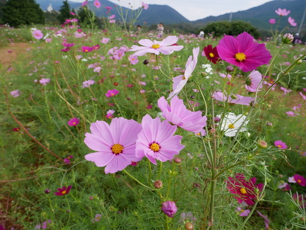 f:id:gzutetsu:20181014140021j:image f:id:gzutetsu:20181014140021j:image