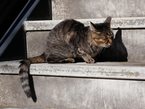 f:id:gzutetsu:20190101111902j:image