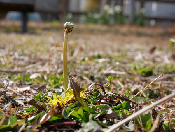 f:id:gzutetsu:20190210142150j:image
