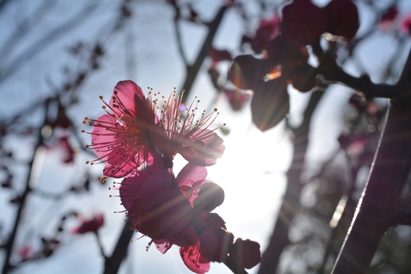 f:id:gzutetsu:20190210145259j:image
