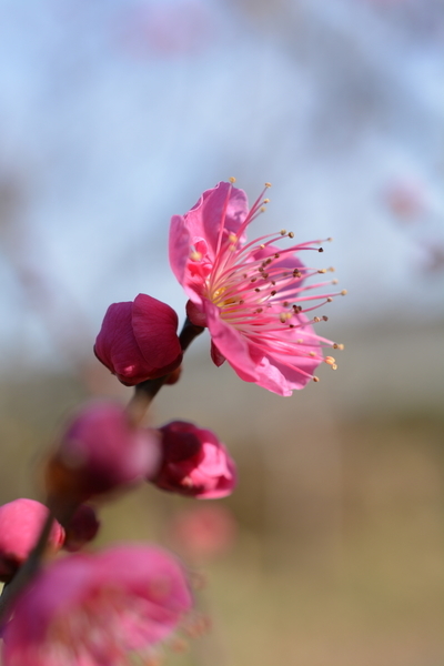 f:id:gzutetsu:20190210145533j:image