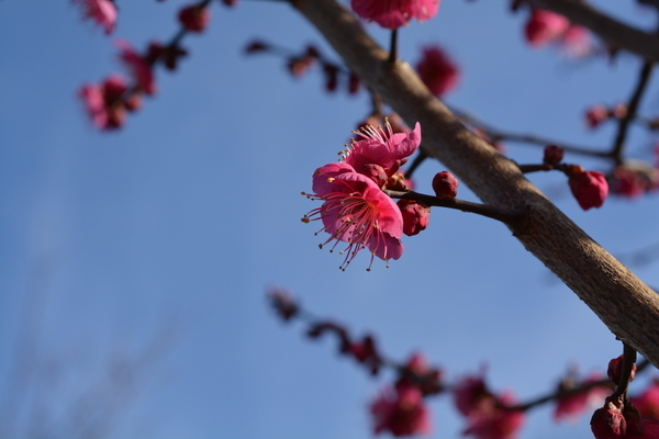 f:id:gzutetsu:20190210145642j:image