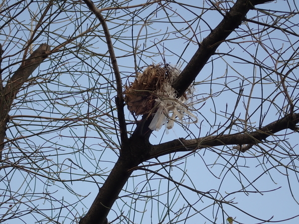 f:id:gzutetsu:20190212083437j:image