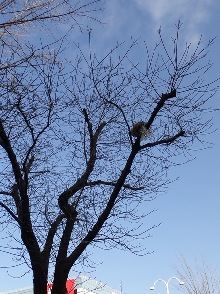 f:id:gzutetsu:20190212083445j:image