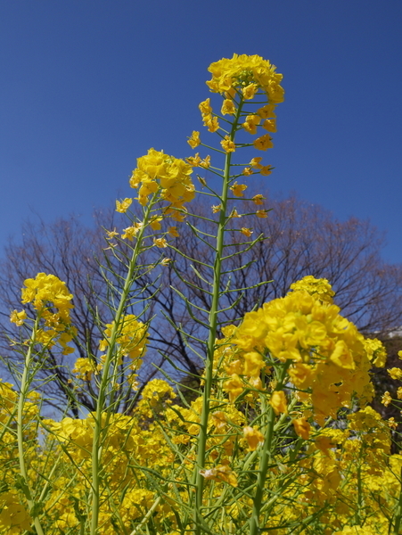 f:id:gzutetsu:20190302125310j:image