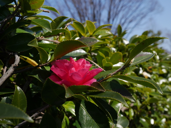 f:id:gzutetsu:20190302131326j:image