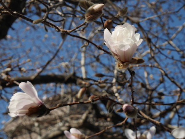 f:id:gzutetsu:20190320083459j:plain