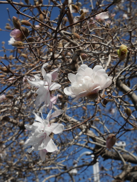 f:id:gzutetsu:20190320083519j:plain