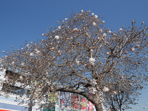 f:id:gzutetsu:20190320083525j:plain