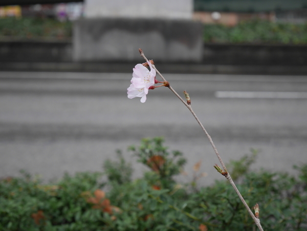 f:id:gzutetsu:20190321163329j:plain