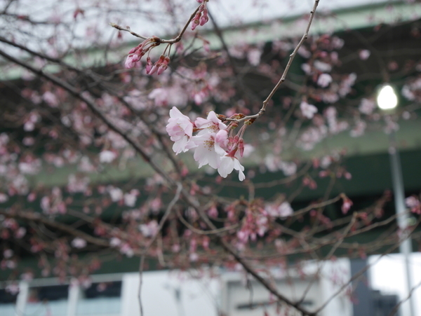 f:id:gzutetsu:20190321163406j:plain
