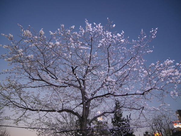 f:id:gzutetsu:20190326181805j:plain
