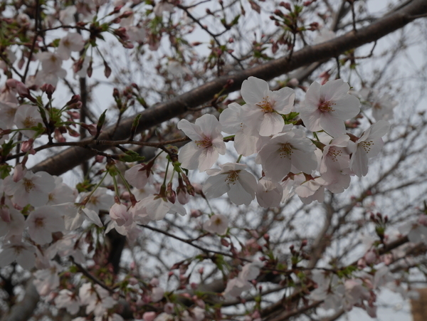 f:id:gzutetsu:20190329081853j:plain
