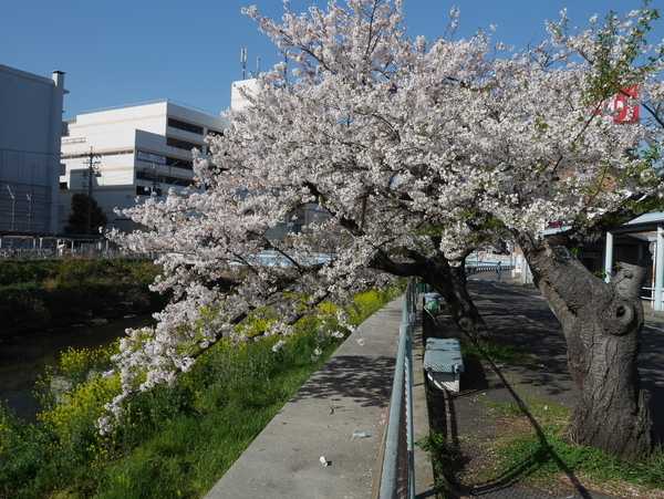 f:id:gzutetsu:20190409081359j:plain