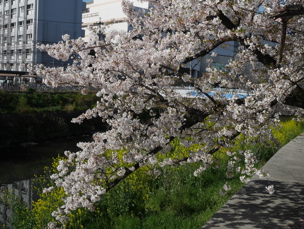 f:id:gzutetsu:20190409081430j:plain