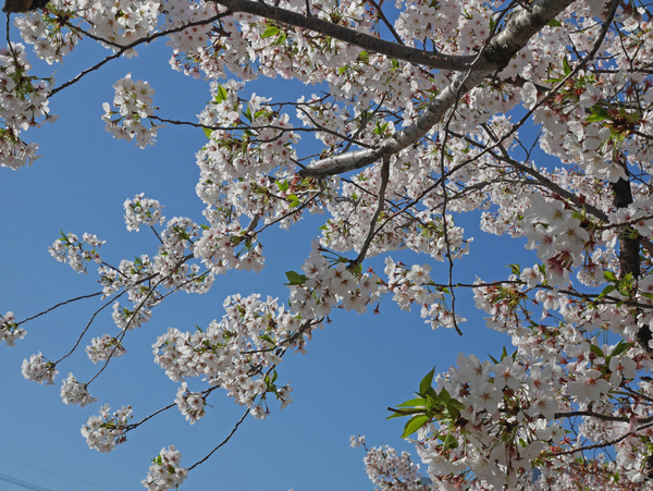 f:id:gzutetsu:20190409081516j:plain