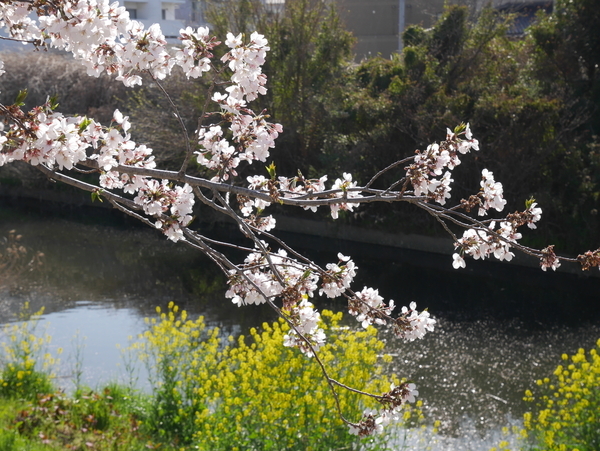 f:id:gzutetsu:20190409081554j:plain