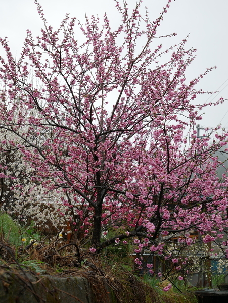 f:id:gzutetsu:20190501131458j:image f:id:gzutetsu:20190501131458j:image