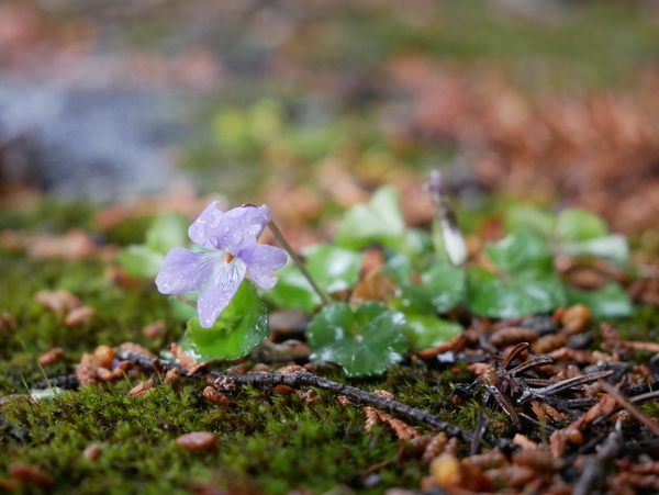f:id:gzutetsu:20190501132359j:image f:id:gzutetsu:20190501132359j:image