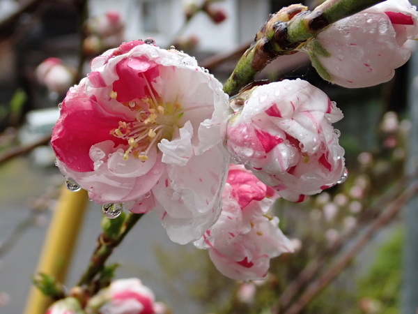 f:id:gzutetsu:20190501151823j:image f:id:gzutetsu:20190501151823j:image