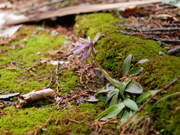 f:id:gzutetsu:20190502105047j:image