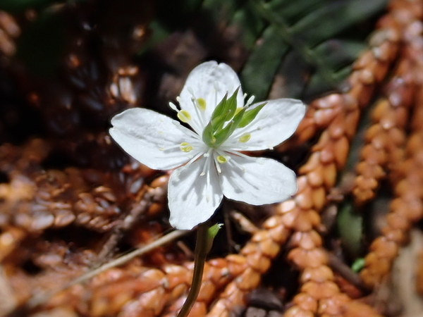 f:id:gzutetsu:20190502105845j:image