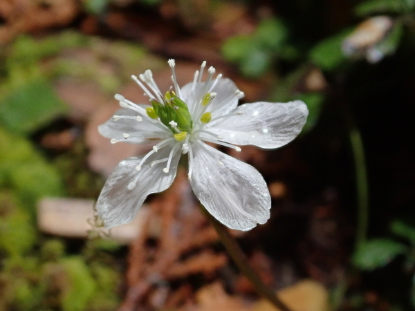 f:id:gzutetsu:20190502110018j:image