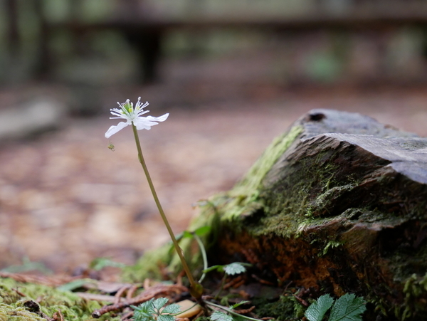 f:id:gzutetsu:20190502110255j:image