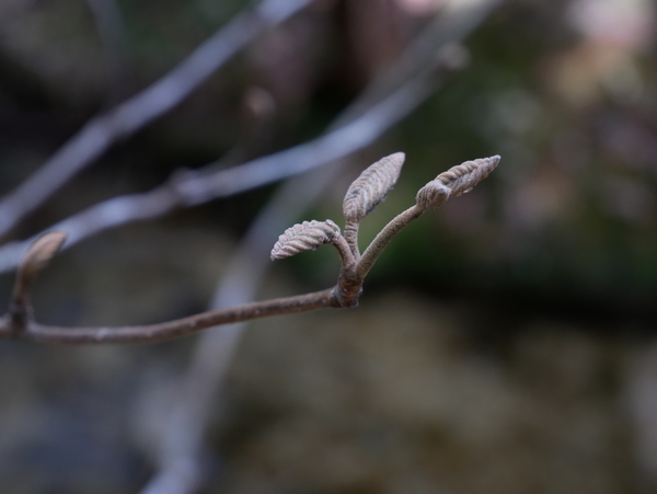f:id:gzutetsu:20190502111300j:image