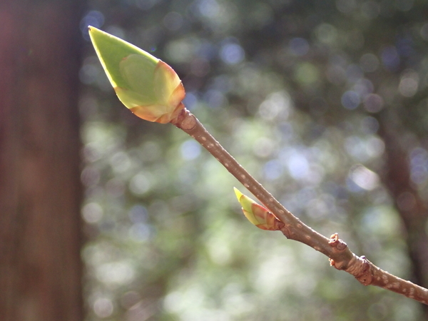 f:id:gzutetsu:20190502112202j:image