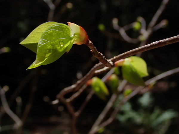 f:id:gzutetsu:20190502112422j:image