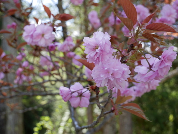 f:id:gzutetsu:20190502134521j:image