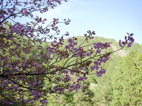 f:id:gzutetsu:20190502162635j:image