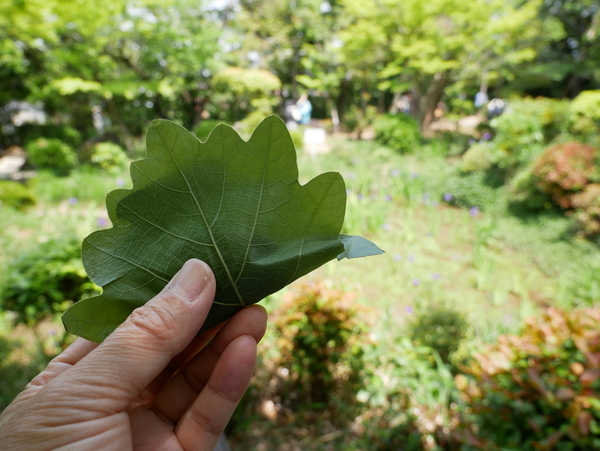 f:id:gzutetsu:20190505112421j:image f:id:gzutetsu:20190505112421j:image