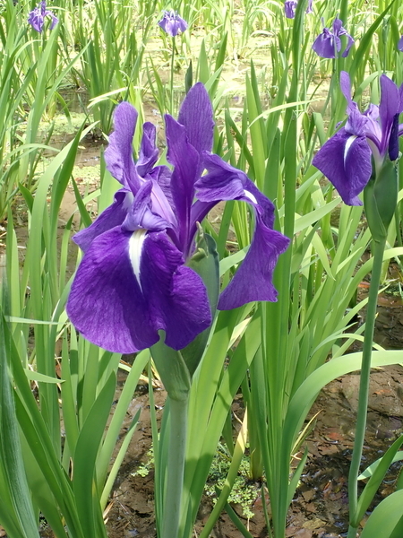 f:id:gzutetsu:20190505113257j:image f:id:gzutetsu:20190505113257j:image