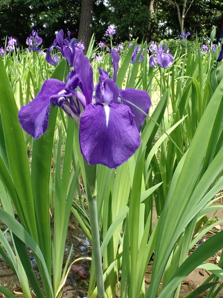 f:id:gzutetsu:20190505113336j:image f:id:gzutetsu:20190505113336j:image