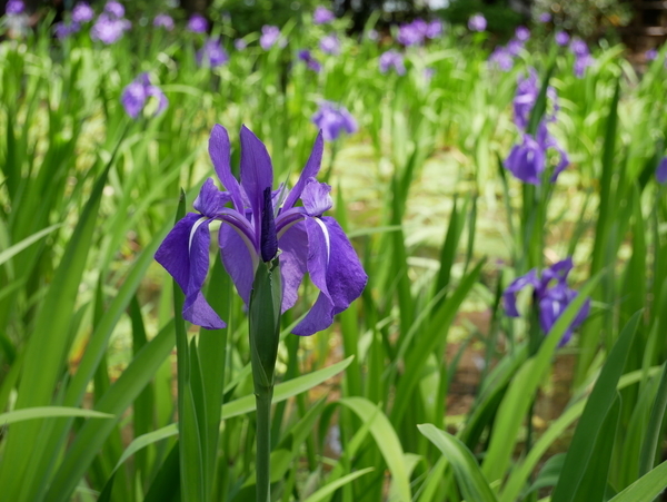 f:id:gzutetsu:20190505113343j:image f:id:gzutetsu:20190505113343j:image