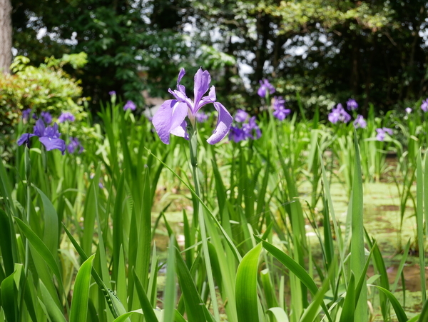 f:id:gzutetsu:20190505113631j:image f:id:gzutetsu:20190505113631j:image