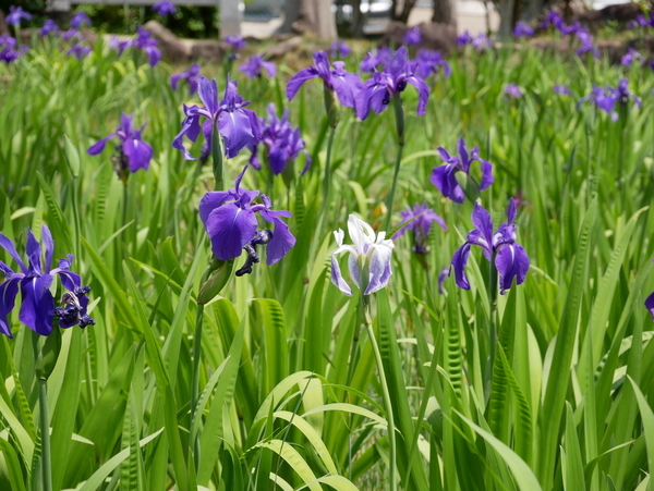 f:id:gzutetsu:20190505113847j:image f:id:gzutetsu:20190505113847j:image