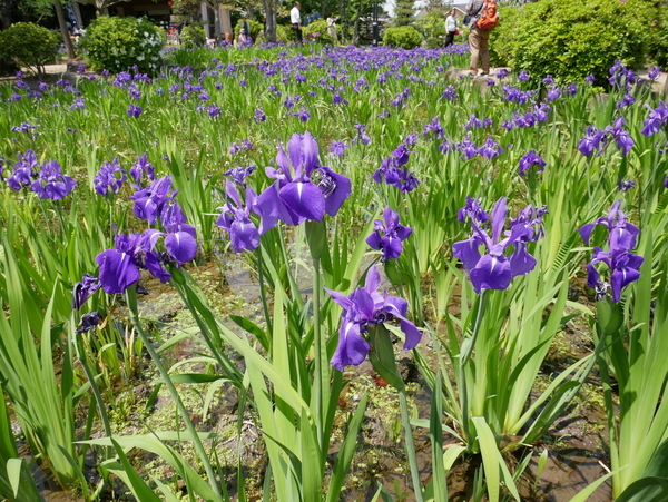 f:id:gzutetsu:20190505122908j:image f:id:gzutetsu:20190505122908j:image