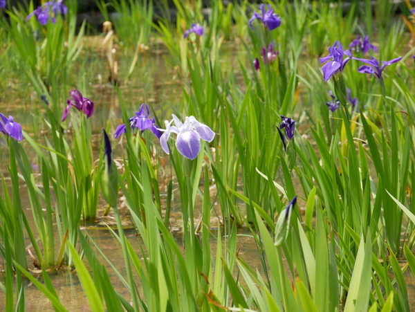 f:id:gzutetsu:20190505123010j:image f:id:gzutetsu:20190505123010j:image