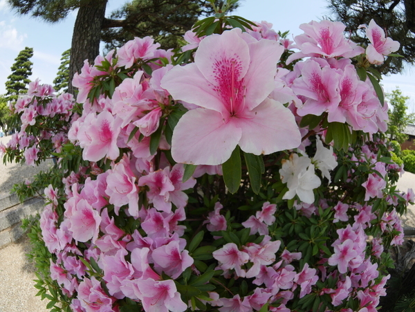f:id:gzutetsu:20190505125337j:image f:id:gzutetsu:20190505125337j:image