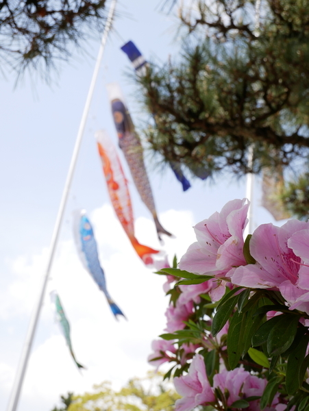 f:id:gzutetsu:20190505125415j:image f:id:gzutetsu:20190505125415j:image