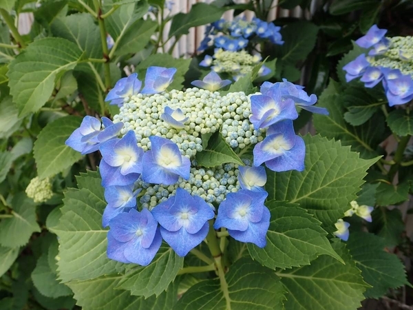 f:id:gzutetsu:20190531075956j:image