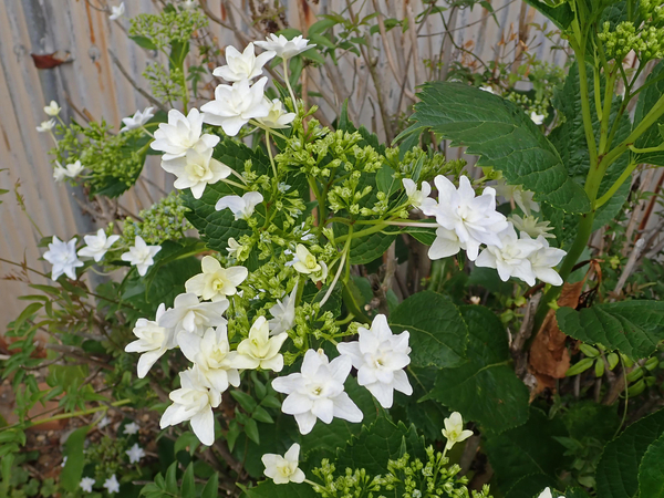 f:id:gzutetsu:20190531080014j:image